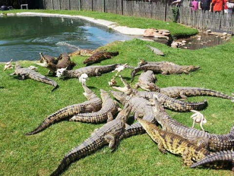 croc-city-crocodile-and-reptile-park